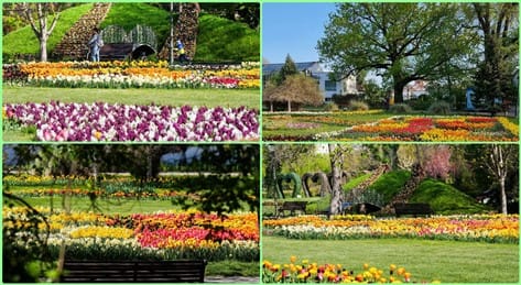 Craiova, in floare, se pregateste de… aniversare!